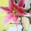 Quality Fresh Cut Flower Spray Lily Bulbs With 10 Stems/Bundle Water Lily Lily Fresh Cut Flower Named As Fresh Cut Lily Tiber Fr