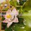 Lotus decoration High quality custom made ceramic wine bottles                        
                                                                                Supplier's Choice