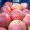 4.5 kg carton box Packing of Fresh Pomegranates from Egypt