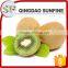 Dried Fruit Dried Kiwi in Syrup Hot Sale