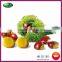 Organic Fresh Chinese Chestnut Nuts with Bright Color