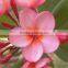 plumeria rubra