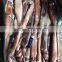 Todarodes pacificus squid tentacle tube whole round frozen