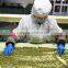 export pumpkin kernel with high quality and best price pumpkin seeds kernel