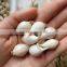 Fresh Ly Son garlic at best price in new crop