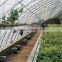 low cost Polycarbonate Agricultural Greenhouse