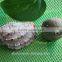 natural decotative semicassis inornata seashell for sale
