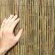 Natural bamboo fence/bamboo sticks/bamboo poles/ high quality best price & wholesale