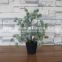 Plastic mini podocarpus tree bonsai