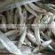 Cucumber of Sardine Fish