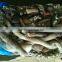 wholesale for feeding cheap 25cm+ live squid