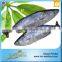 Export Best Price And High Quality Sarda Frozen Fish