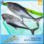 Fair Price Fresh Tuna Stock Albacore