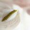 High Quality 80 Grade Industrial Synthetic Yellow Diamond