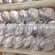 Whole round Frozen A grade sliver pomfret and Pampus argenteus