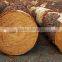 Souther Yellow Pine