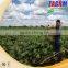 Popular 2AMSU ridging type cassava planting machine/manioc planter/tapioca planter in China