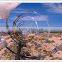 razor wire