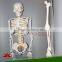 85cm human skeleton model with the spinal nerve