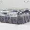 125 plastic blueberry boxes for packaging