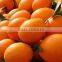 GOOD QUALITY Fresh Naval and Valencia Oranges