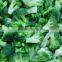 IQF broccoli /frozen broccoli