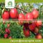 organic fresh fruit wholesale of red sar apple