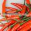 2014 hot sale chilli paste machine/pepper paste machine 008613103718527