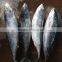 Superior fresh w/r Bonito tuna