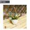 mini potted succulents flowering succulent plants preserved mini succulent plants bonsai