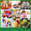 Stainless Steel Ice Cream Maker/Hard Ice Cream Machines Prices/Hard Ice Cream Maker
