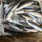 WR Frozen Pacific Mackerel