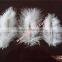 Wholesale DIY Craft Turkey Feather White Craft Feather And Decoration Feather For Sale