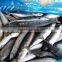 pacific chub mackerel canning quality, scomber japonicus fish whole round 300-500g
