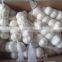 frozen Garlic clovewith best quality and hot price