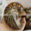 Natural High Quality Ammonite Fossils For Sale