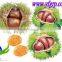 china hot sale chestnut in shell importer