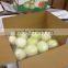 Nitrogen sealed peeled onions from China