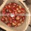 2015 new corp hot sale sweet organic and common fresh chestnuts 30/40 40/60