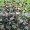 Organic Perilla Seed Oil Essential ALA Oil