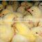 Live chicken box/transportation chicken cages