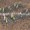 Animal Fence Wall Spikes Cat Repellent , Cat Deterrent ,Prickle Strips