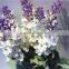 Home garden decorative wedding 50cm Height artificial plastic Flower bronze Bushing 10 head lavender EMG11 21W10