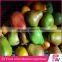 Wholesale Artificial Fruit For Decoration artificial mini fruit artificial fruit ornaments