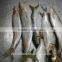 Frozen Sardine Fish