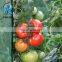 100% new materials patio tarpaulin, covering HDPE fabric, used clear mesh greenhouse tarpaulin