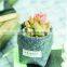 Customized Logo Grey Color Felt Flower Pot for Succulent