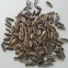 363 type hybrid sunflower seeds for planting