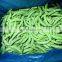 Sinocharm BRC Approved Fresh Crisp Sweet IQF Sugar Snap Peas Frozen Sugar Snap Peas