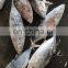 skipjack tuna price frozen skipjack tuna fish Katsuwonus Pelamis